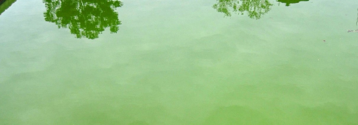 Algae Analysis – 4 Types Of Swimming Pool Algae You Should Know About cover