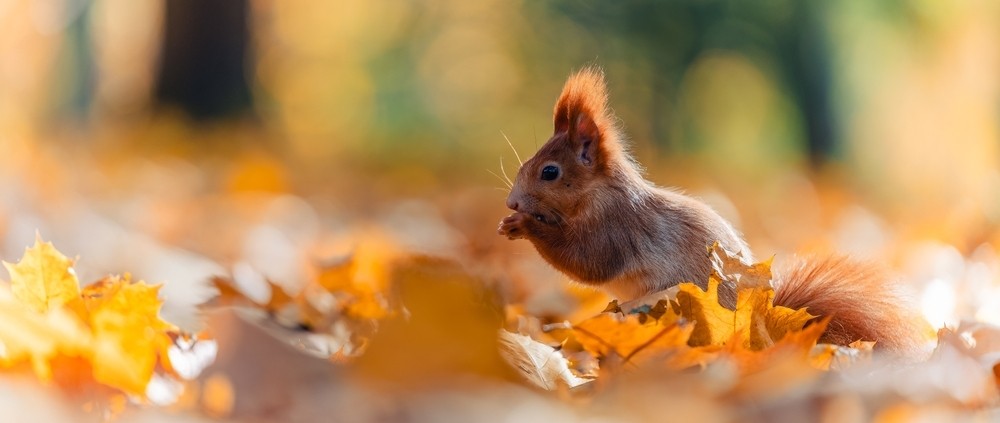 How to Keep Squirrels Off Screen Enclosure