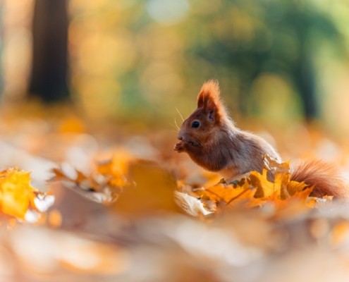 How to Keep Squirrels Off Screen Enclosure